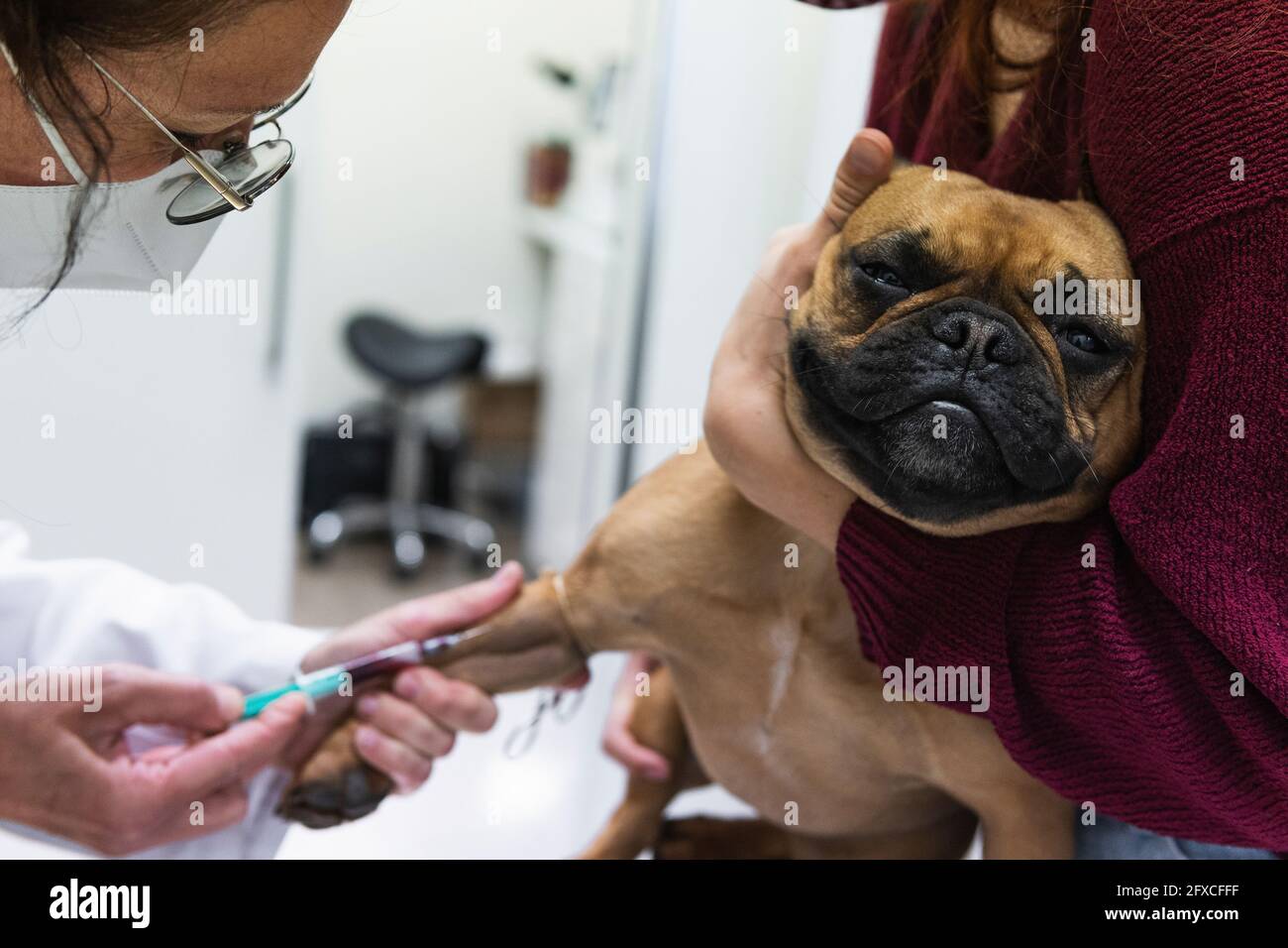 Giovane donna che tiene Bulldog francese mentre veterinario femmina che preleva sangue presso la clinica medica Foto Stock
