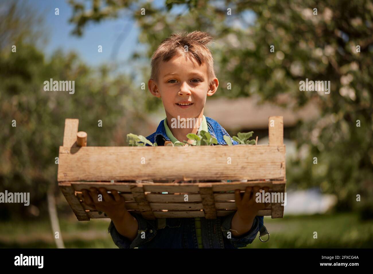 Ragazzo che tiene la cassa delle piantine nel cortile posteriore Foto Stock