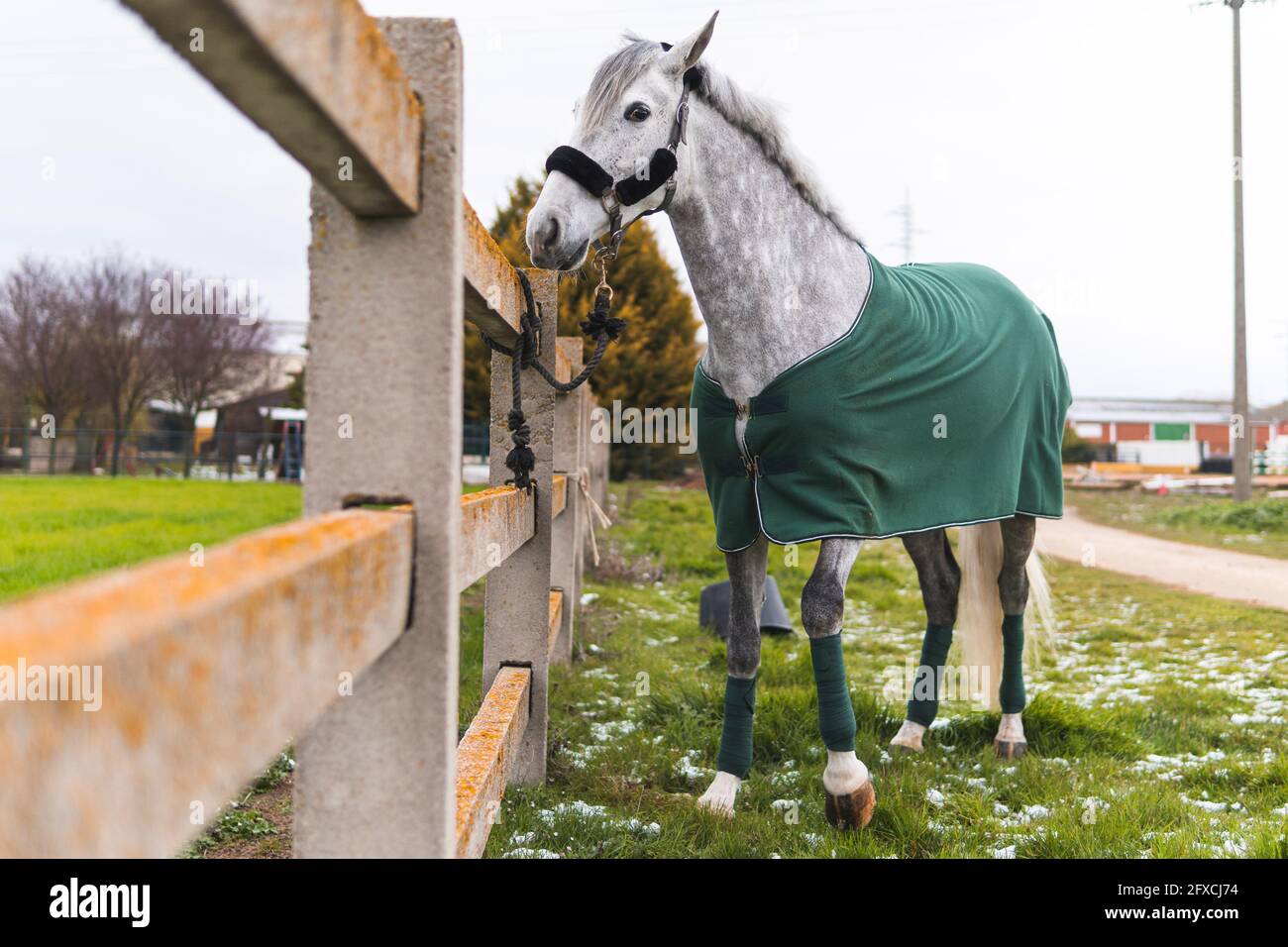Cavallo in piedi su erba vicino recinto Foto Stock
