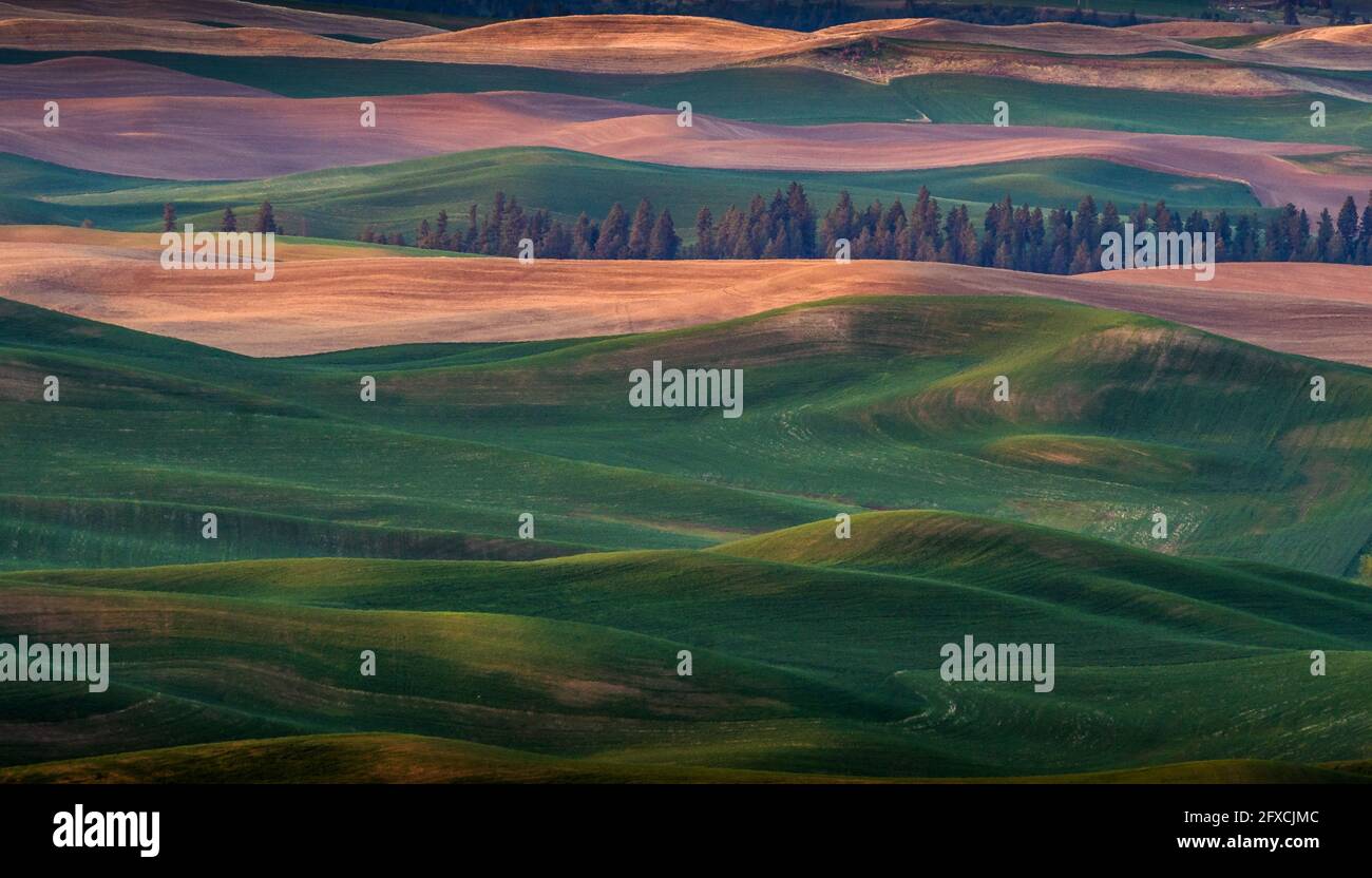 Vista su alberi e terreni agricoli in collina da Steptoe Butte State Park a Washington Foto Stock