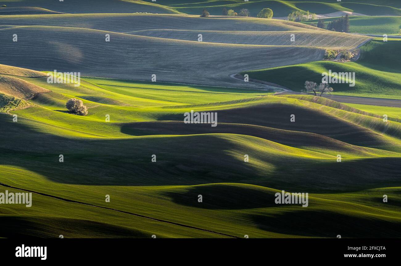 Vista sulle splendide colline ondulate della fattoria da Steppoe Butte Parco a Washington Foto Stock