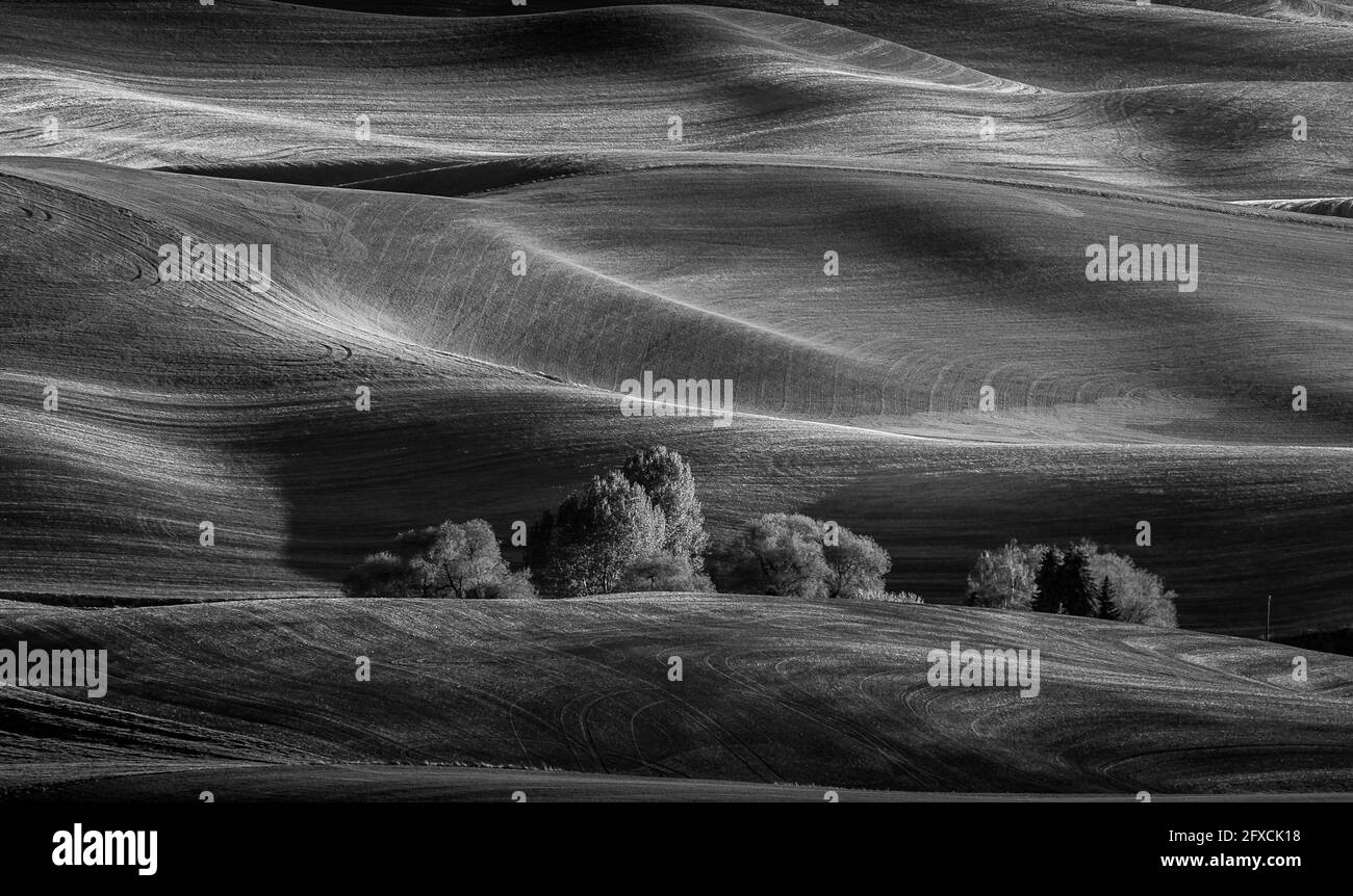 Vista sulle splendide colline ondulate della fattoria con luci spettacolari Presente in bianco e nero Foto Stock