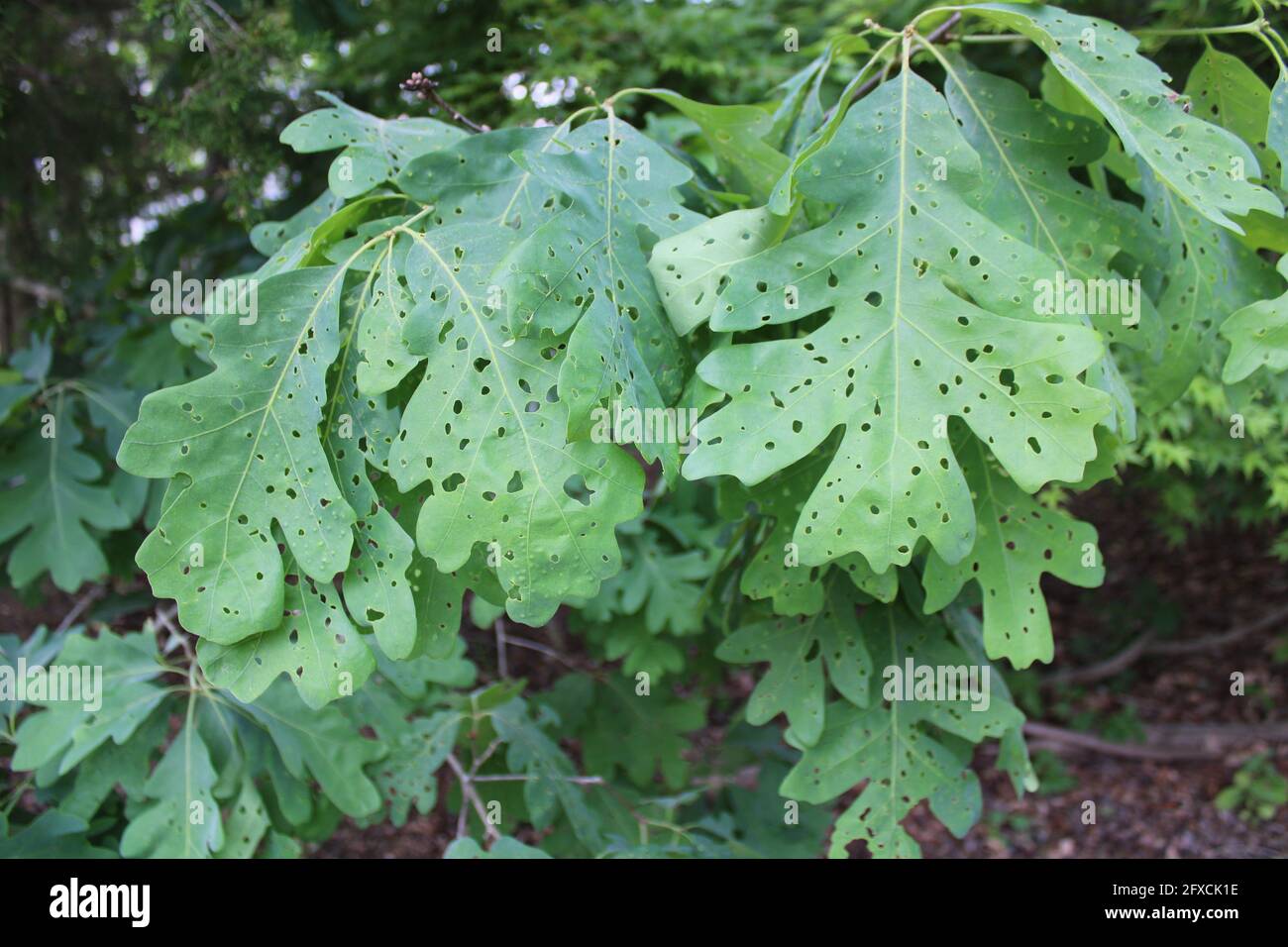 Danni da Shothole Leafminers su un albero di quercia bianca Foto Stock