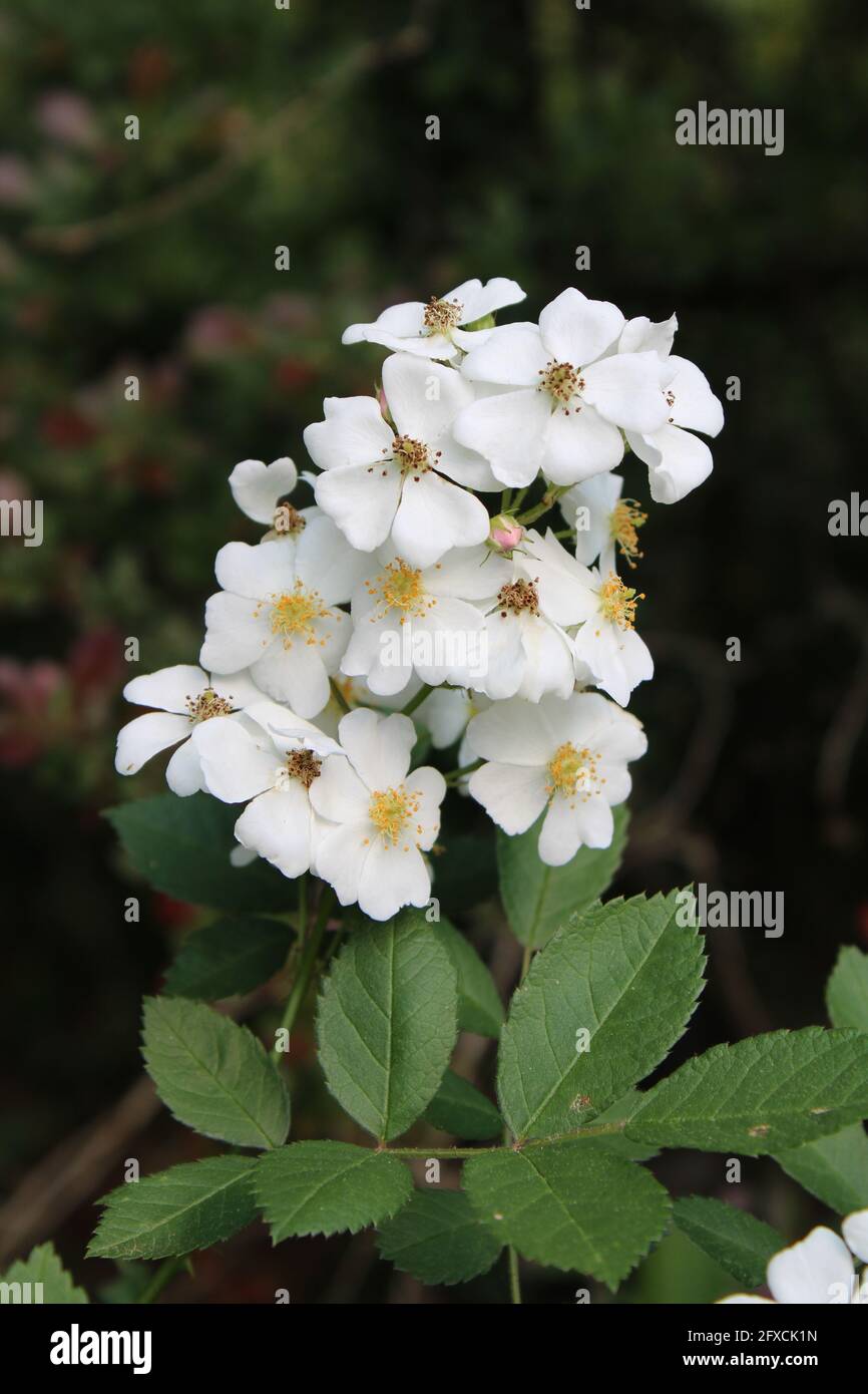 Un grappolo di fiori su una Rosa Selvatica Multiflora Foto Stock