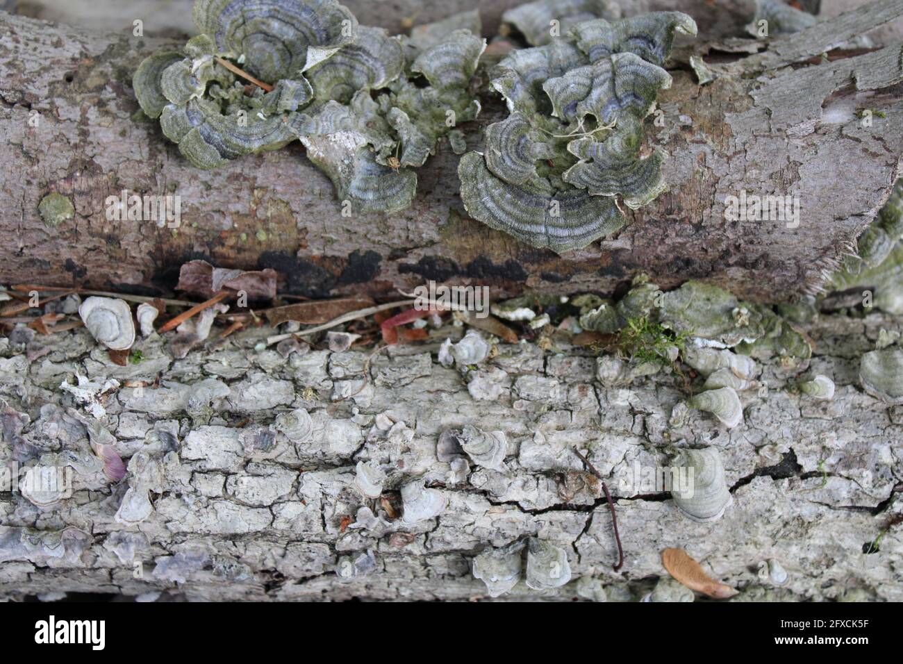 Funghi che crescono su vecchi tronchi Foto Stock