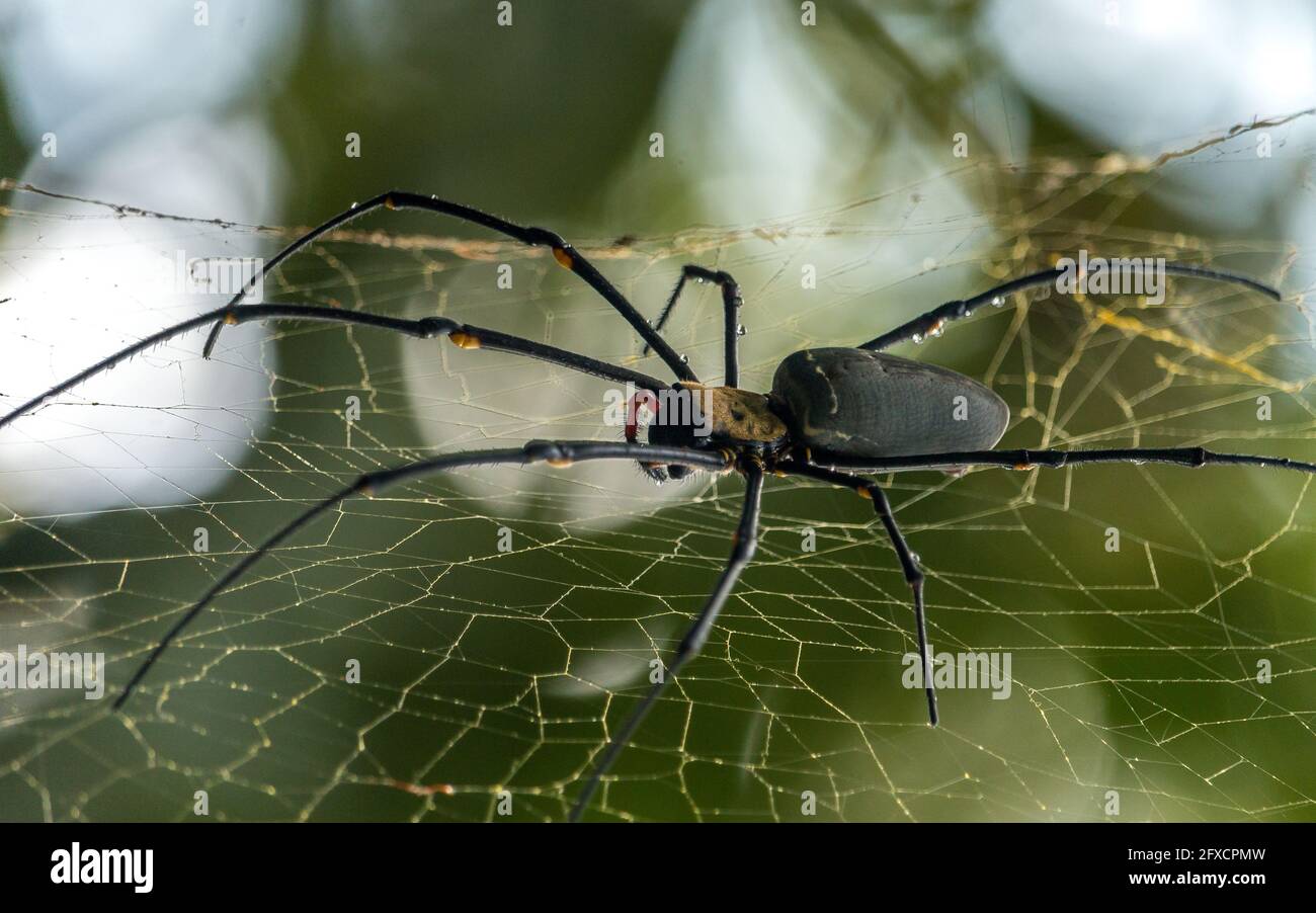 Una macro di un enorme spider terrificante con orribile lunghe gambe sulla sua rete con sfondo bokeh sfocato Foto Stock