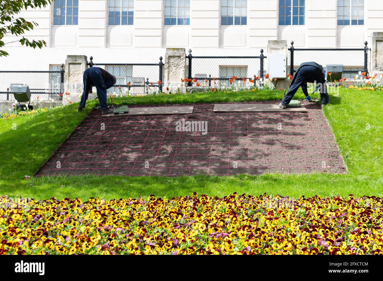 Giardinieri che piantano piante da lettiere per un'esposizione al di fuori del municipio di Barnsley usando una griglia contrassegnata con stringa, Barnsley, South Yorkshire, Inghilterra, UK Foto Stock