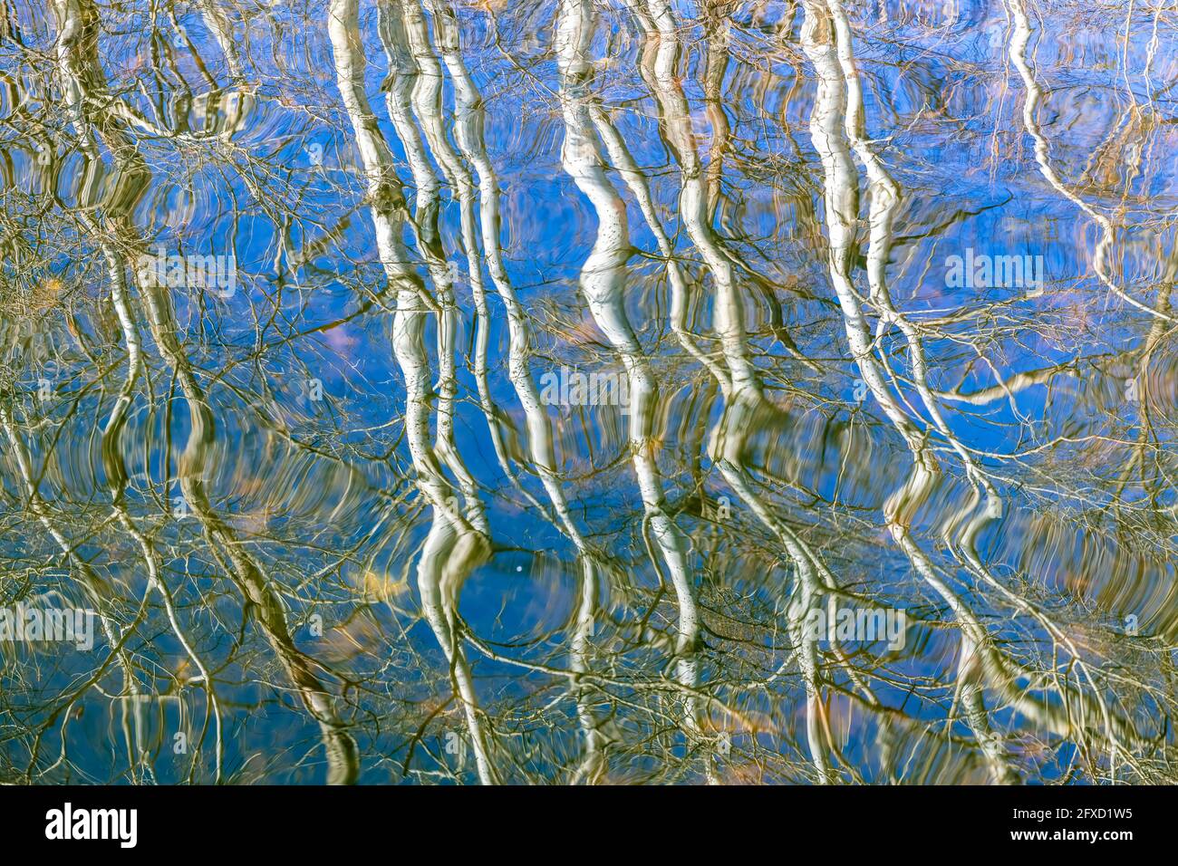 Riflessi di alberi nel lago, Stati Uniti, di Dominique Braud/Dembinsky Photo Assoc Foto Stock