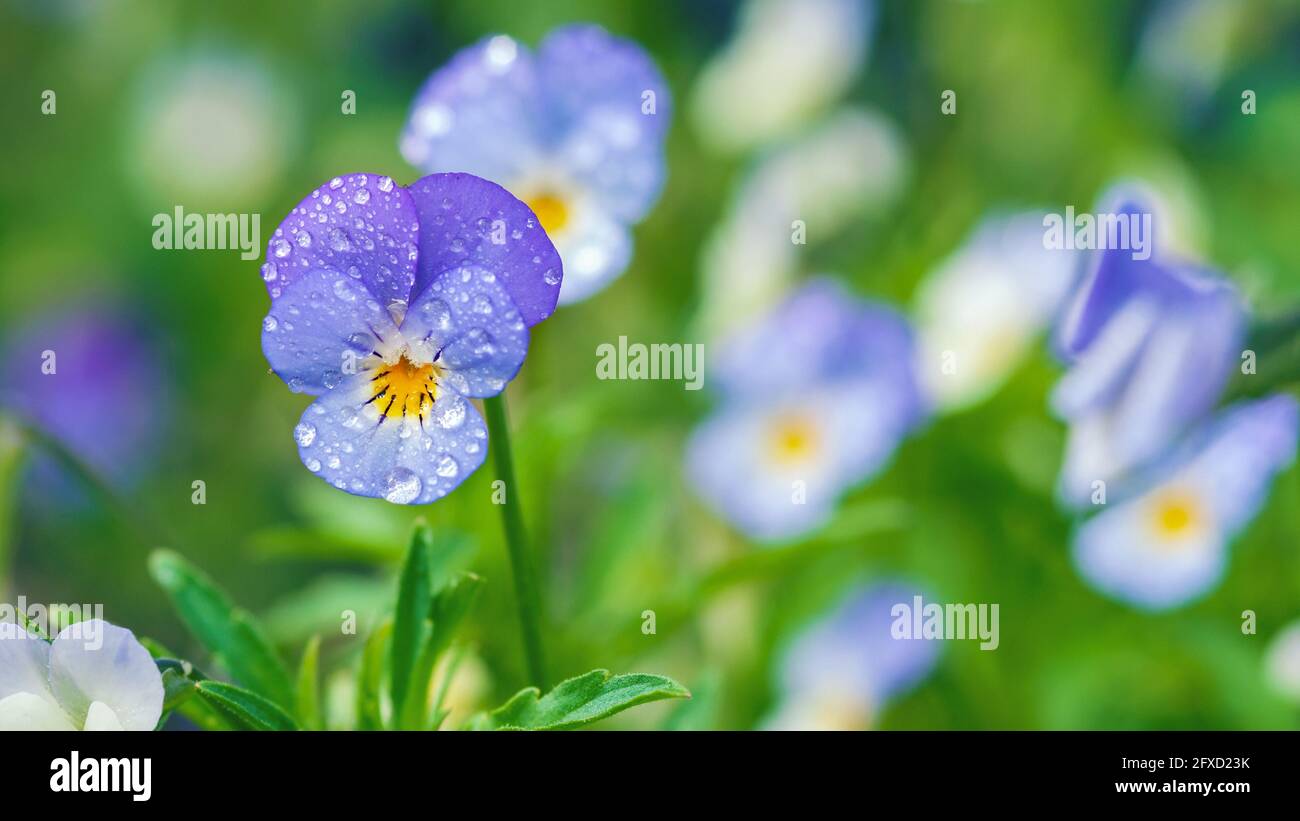 Fiori di pansy di campo in dewdrops, closeup viola selvatico Foto Stock