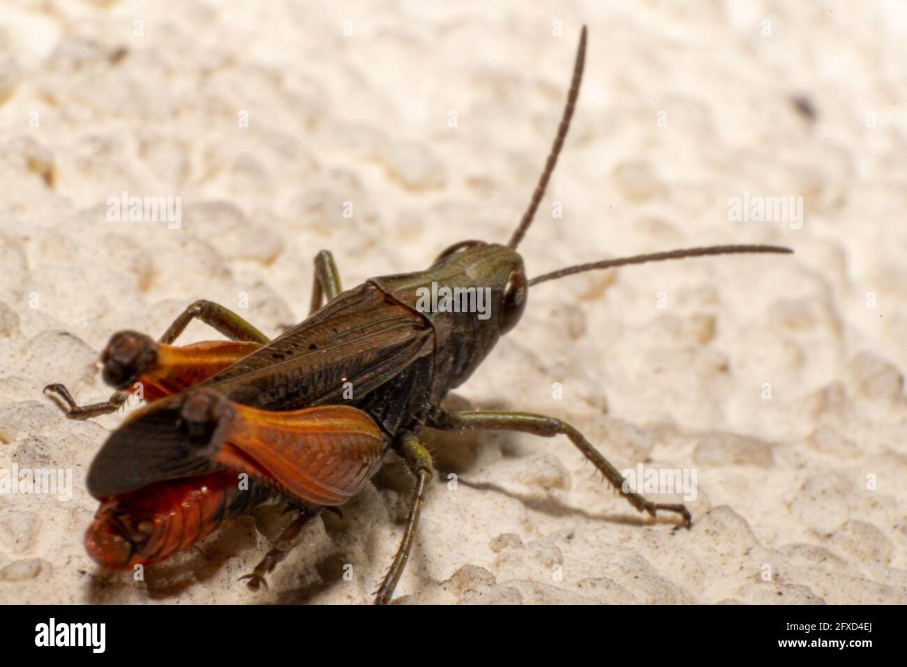 Grasshopper con zampe rosse, peste agricola, Melanoplus femurrubrum specie, cavalletta sugli spazi urbani, capshopper invasive specie Foto Stock