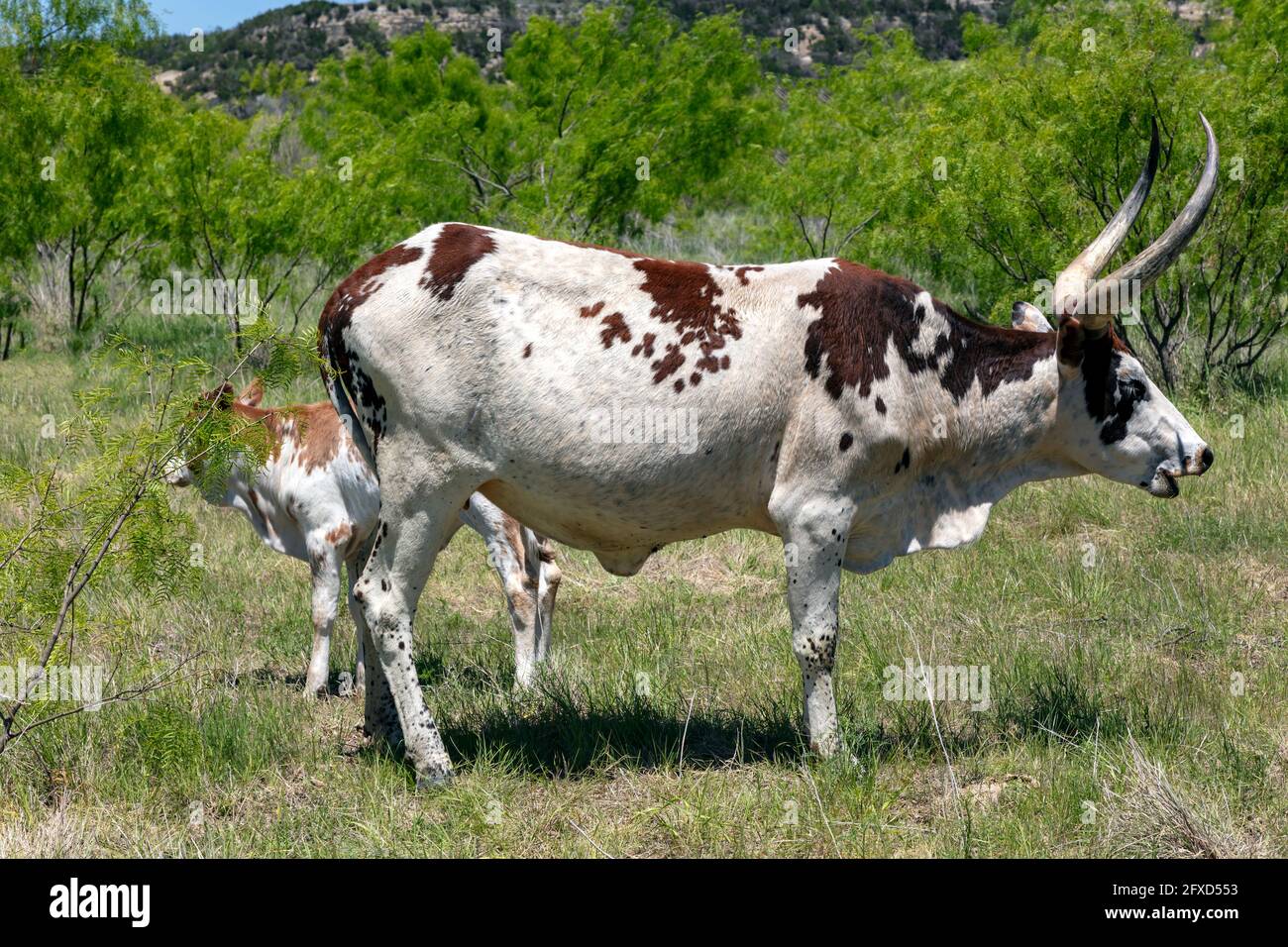 Texas Longhorn, fattoria o ranch, vicino a Fredericksburg, Texas, Stati Uniti, Di James D Coppinger/Dembinsky Photo Assoc Foto Stock