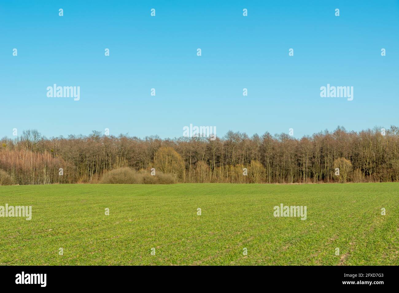 Campo verde con una foresta e il cielo blu, Zarzecze, Lubelskie, Polonia Foto Stock