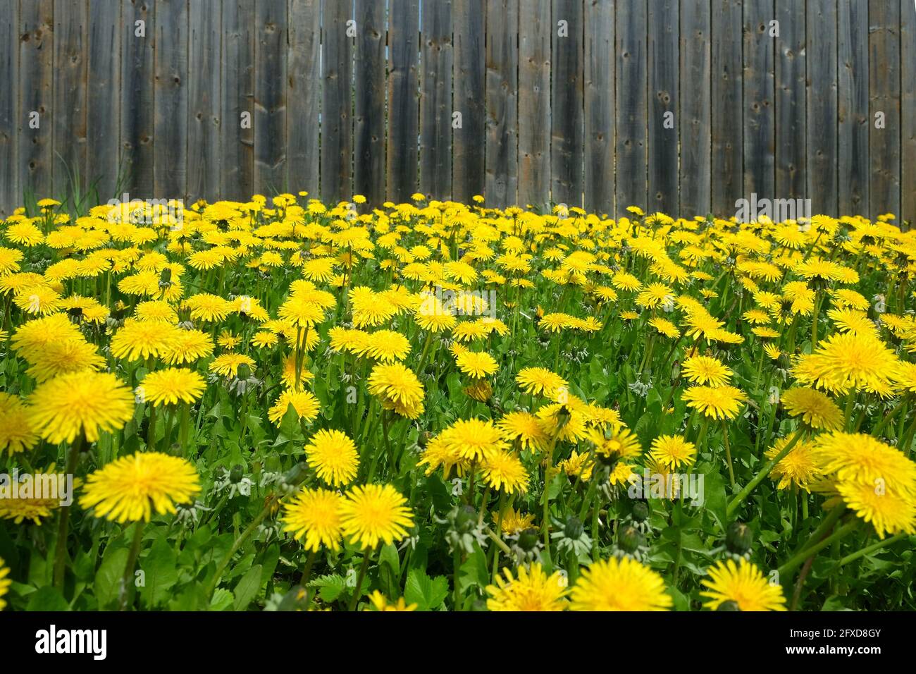 Lotto di dandelioni gialli in fiore come sfondo naturale prima di marrone recinto di legno vista frontale closeup Foto Stock