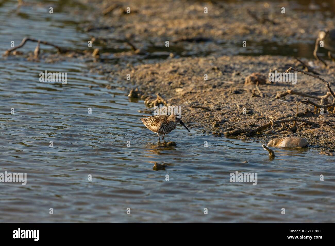 Un Sandpiper Curlew, alla ricerca di cibo come vermi, vermi e insetti, sulla riva delle paludi Prat de Cabanes, spiaggia meridionale di Torrenostra, CA Foto Stock