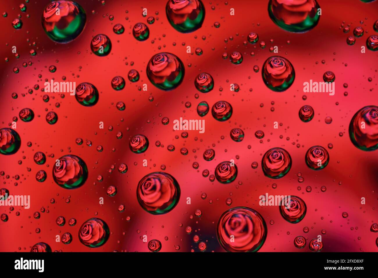 Una rosa rossa riflessa in poche gocce d'acqua Foto Stock