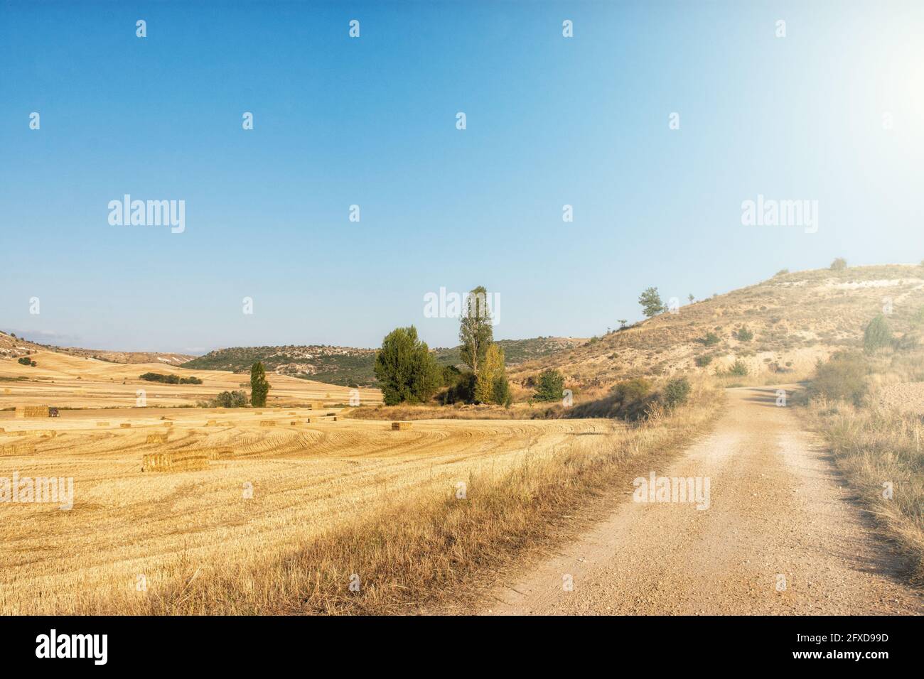 campo seminato con cereali in una giornata di sole con blu cielo Foto Stock