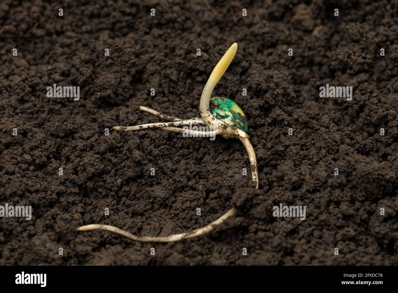 Closeup di germinazione di seme di mais in suolo di campo di mais. Agricoltura, agronomia e concetto di agricoltura. Foto Stock