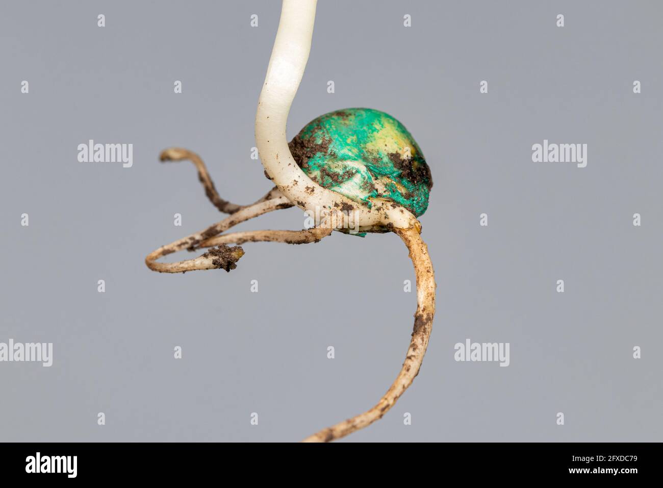 Closeup di germinazione di semi di mais isolato su sfondo grigio. Agricoltura, agronomia e concetto di agricoltura Foto Stock