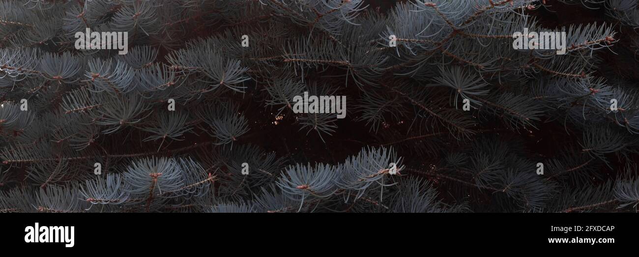 Sfondo scuro di rami di abete rosso blu con aghi. Copia spazio, banner per inserire sfondo testo. Foto Stock
