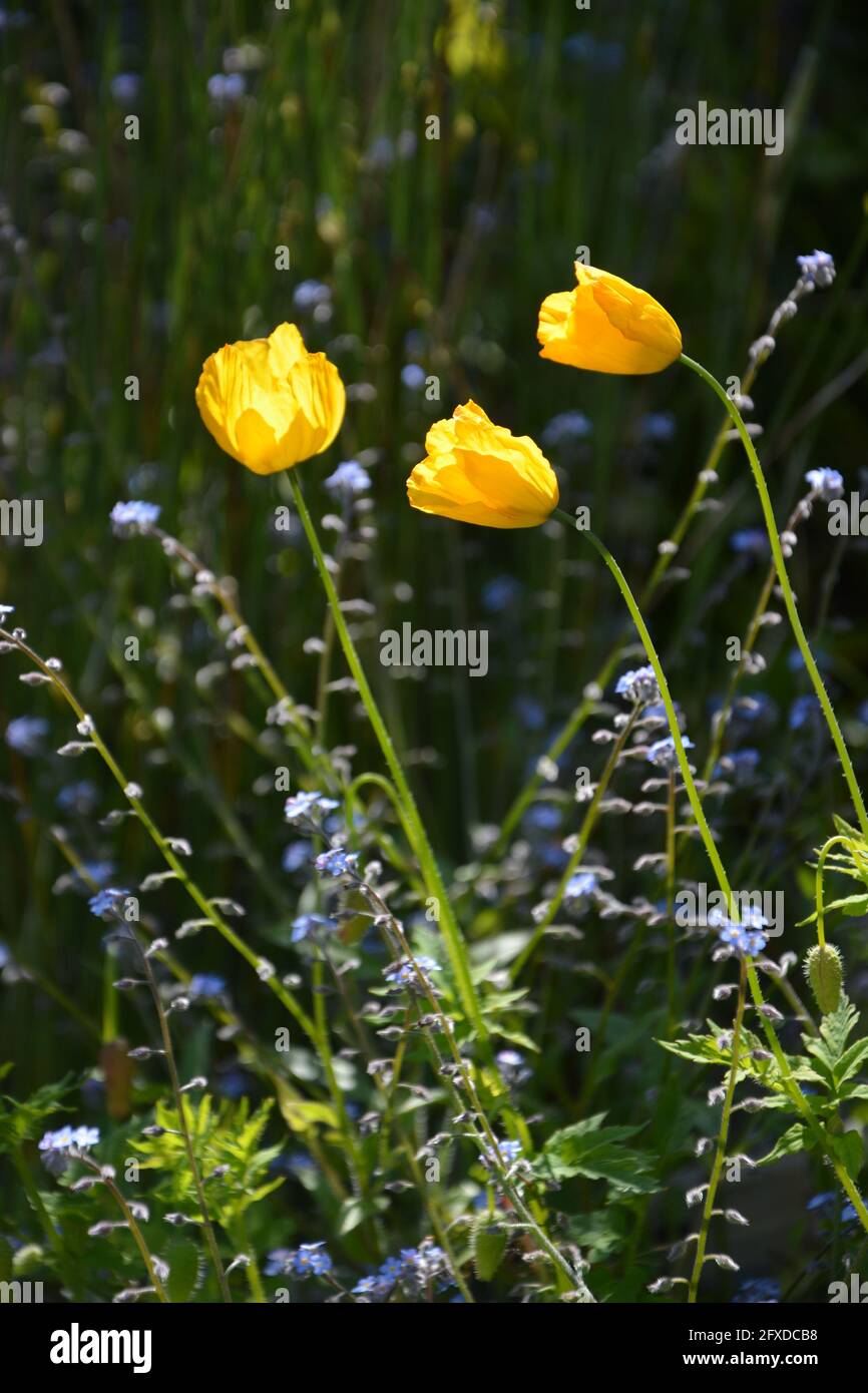 Retroilluminata, fiori di papavero gialli, foto con vista laterale e Premium Foto Stock