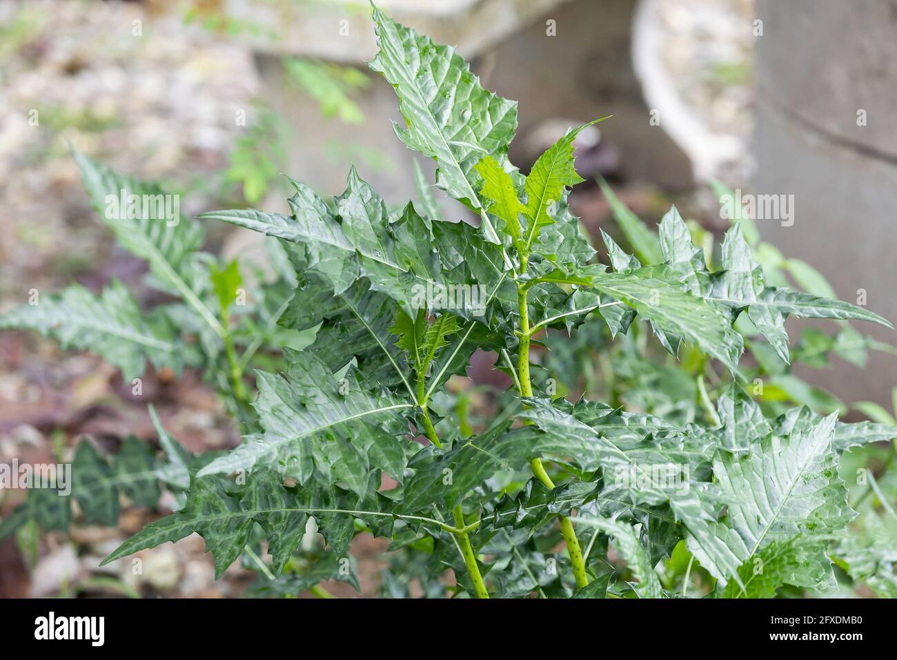 Closeup mare agrifoglio o pianta di thistleplike, Acanthus ebracteatus Vahl Foto Stock