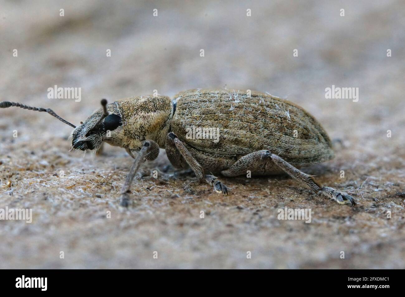 Closeup di un'amefola dal naso ampio, il dolcetto di foglia di barbabietola, Tanymecus palliatus Foto Stock