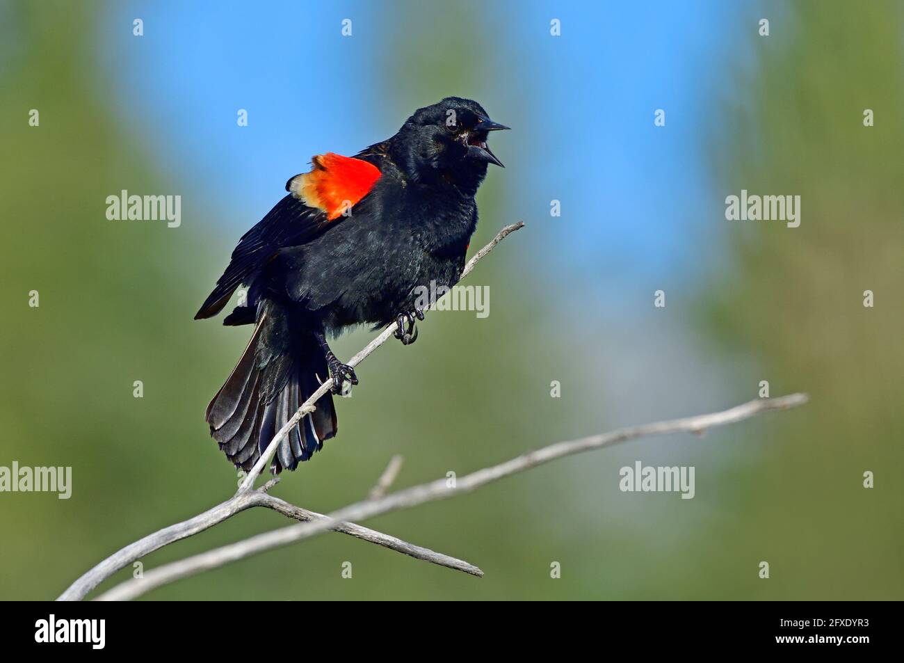 Un uccello nero adulto maschio alato rosso 'Agelaius phoenicus', che chiama da un ramo di albero morto in una zona paludosa nella campagna Alberta Canada. Foto Stock