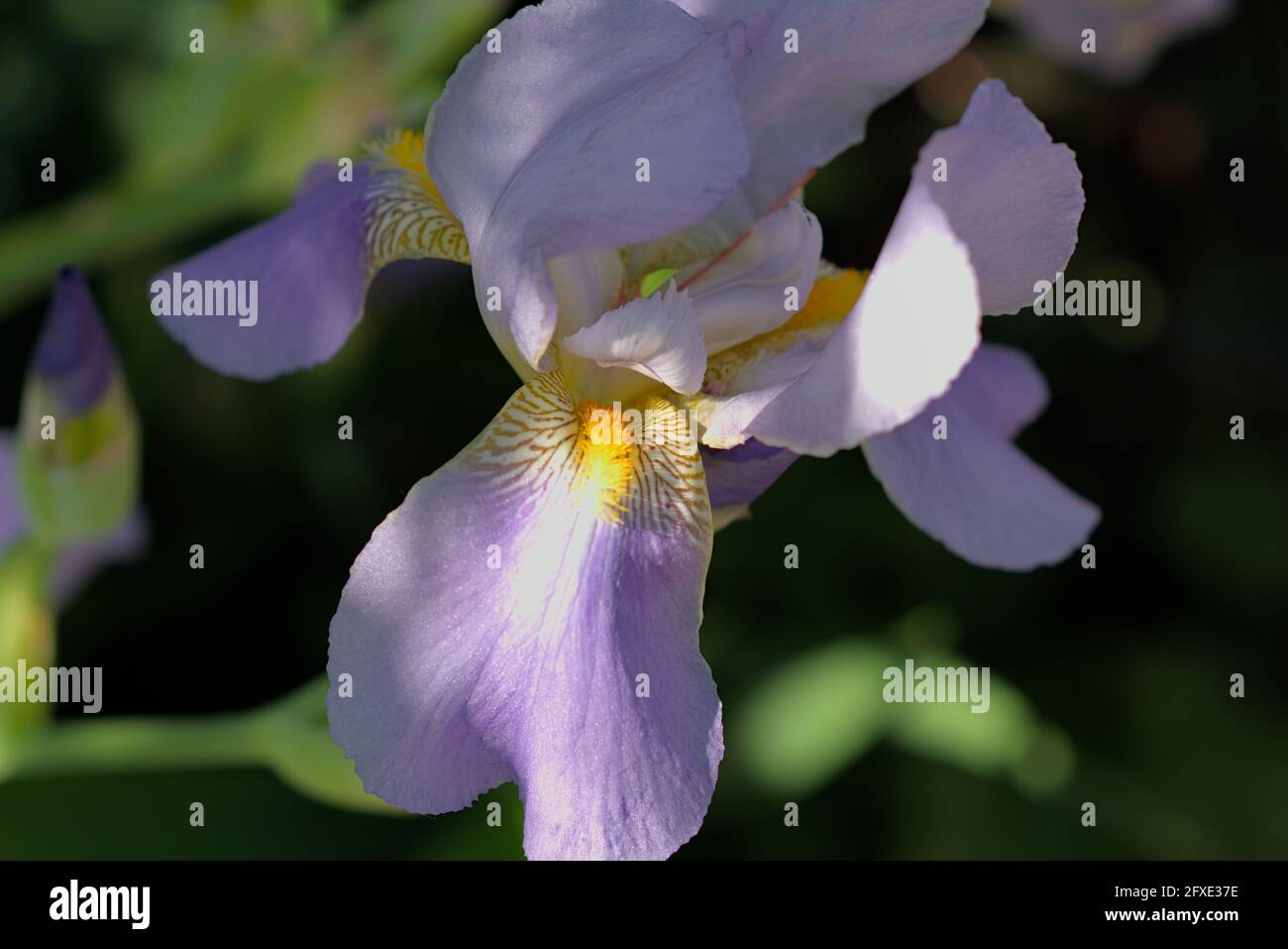 Iris viola pallido (Iris pallida) solo prendendo un po 'di sole in un giardino Glebe, Ottawa, Ontario, Canada. Foto Stock