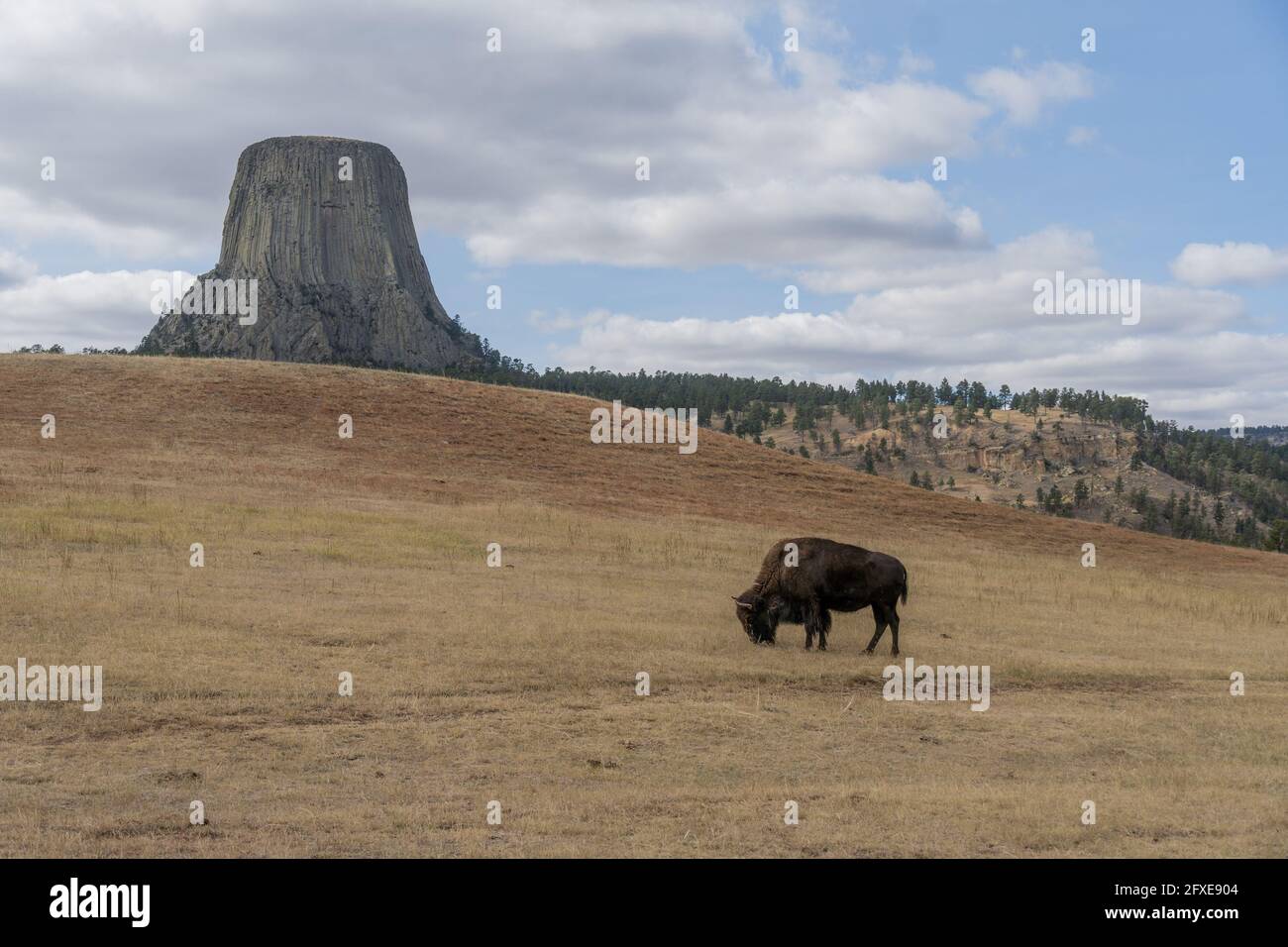 Primo piano di un bisonte nel Devils Tower National Monument, Wyoming Foto Stock