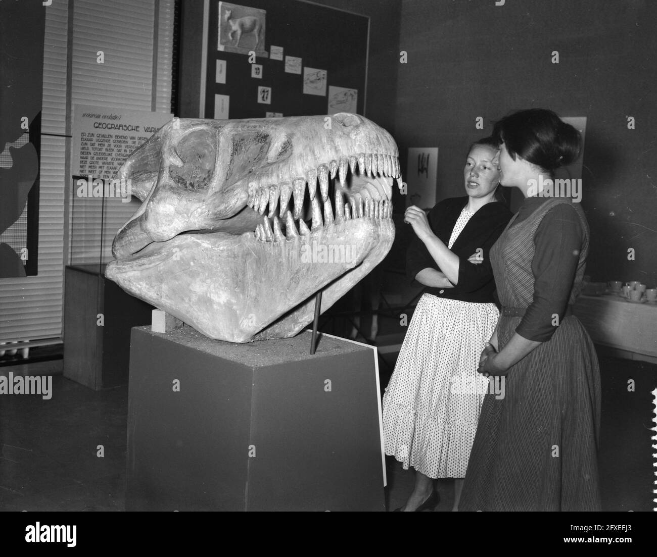Mostra al Museo Zoologico, 12 maggio 1958, Mostre, Paesi Bassi, foto agenzia stampa del xx secolo, notizie da ricordare, documentario, fotografia storica 1945-1990, storie visive, Storia umana del XX secolo, che cattura momenti nel tempo Foto Stock