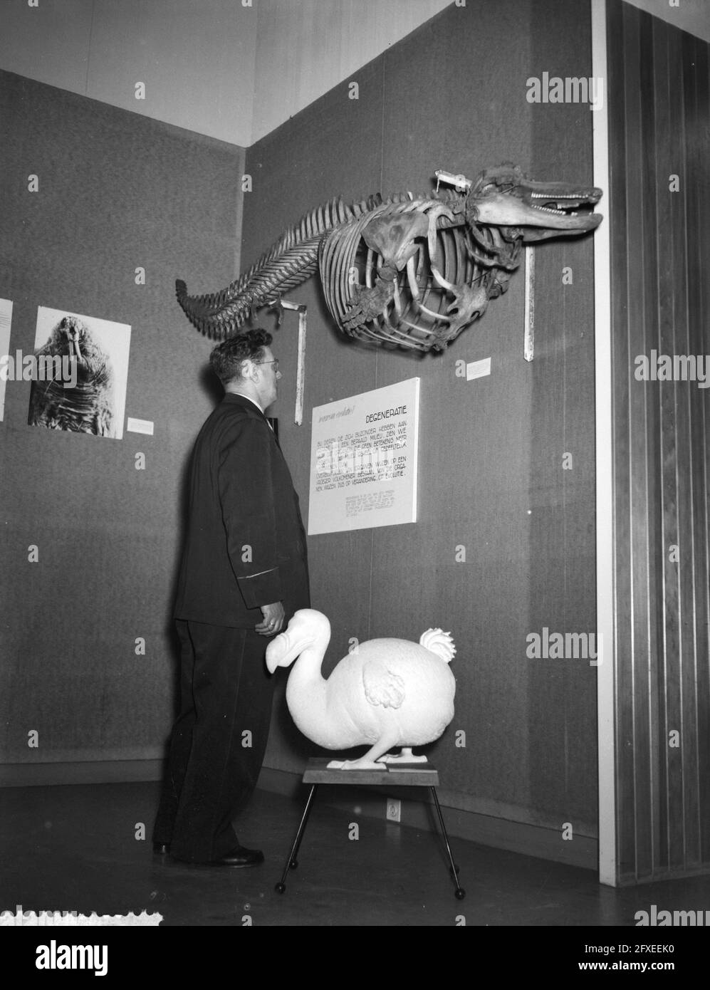 Mostra al Museo Zoologico, 12 maggio 1958, mostre, Paesi Bassi, foto agenzia stampa del xx secolo, notizie da ricordare, documentario, fotografia storica 1945-1990, storie visive, Storia umana del XX secolo, che cattura momenti nel tempo Foto Stock