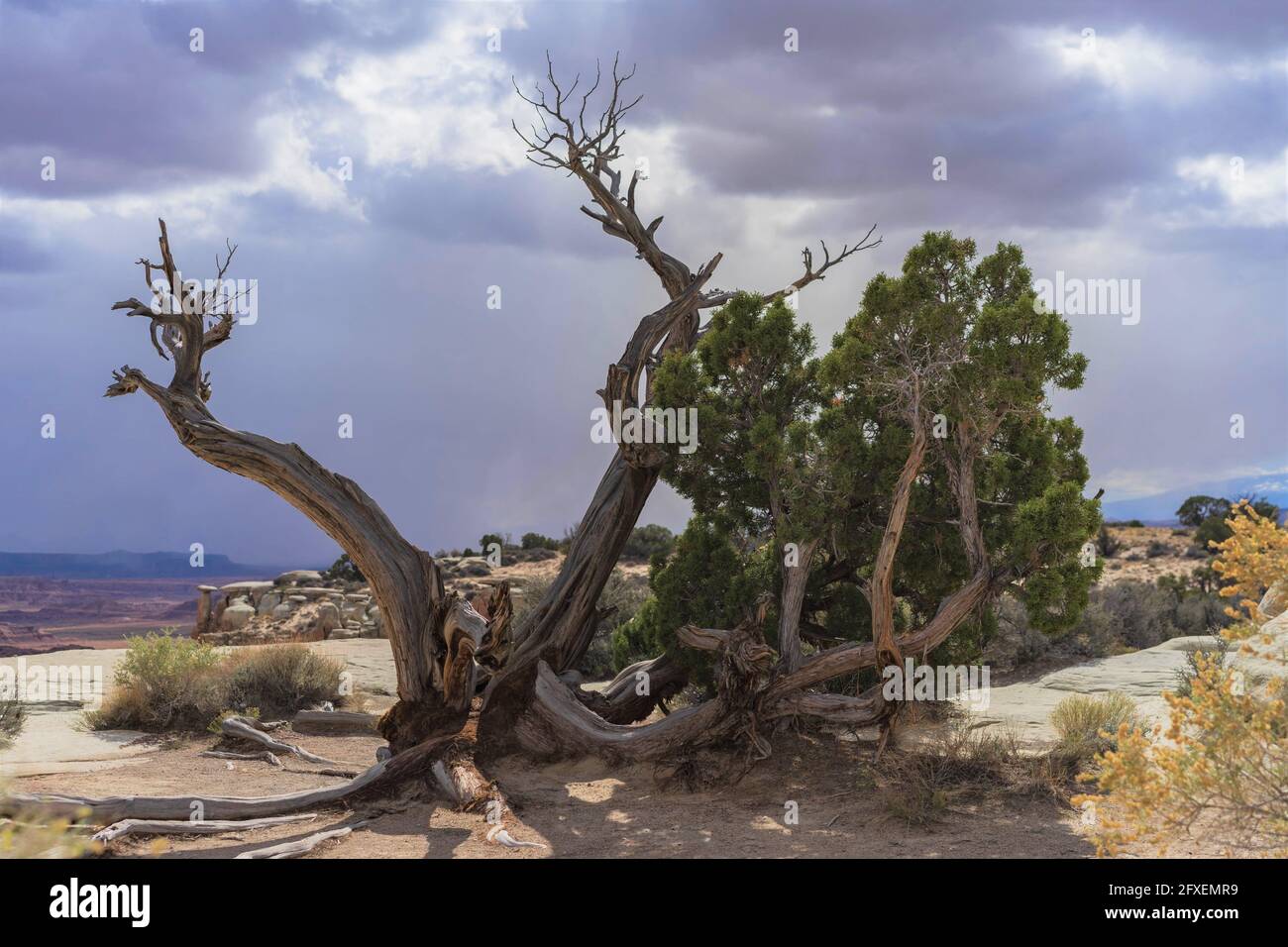 Drammatico Sky e vecchio Juniper nello Utah meridionale Foto Stock