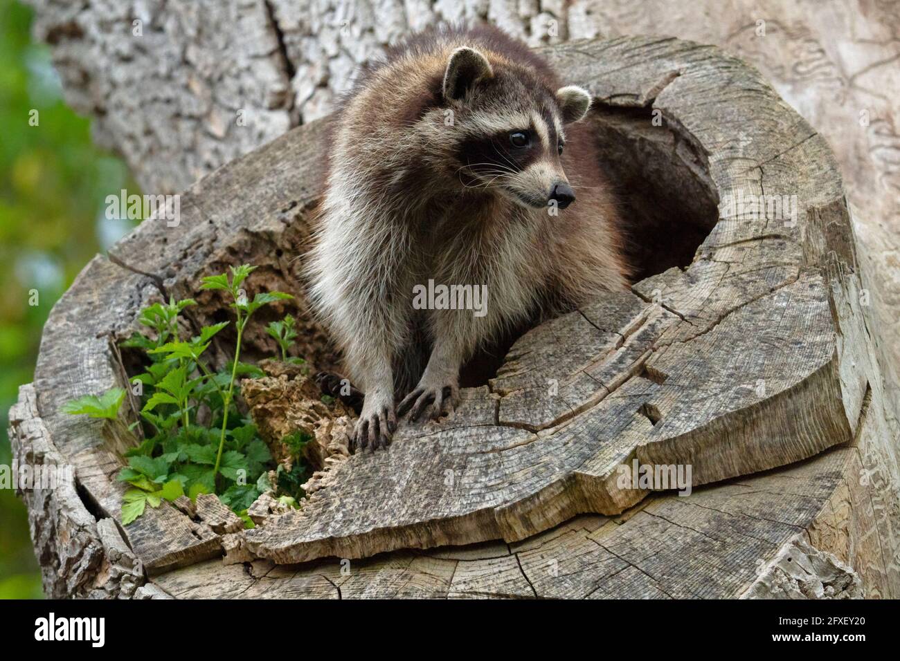 Raccoon che emerge dalla sua tana in una cavità di albero Foto Stock
