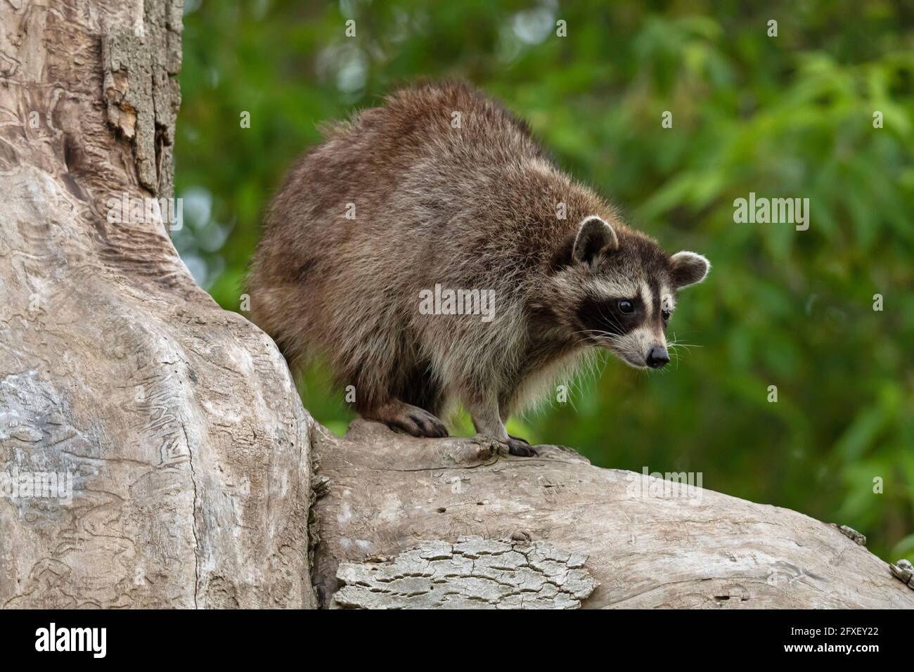 Raccoon in piedi su un tronco di albero Foto Stock