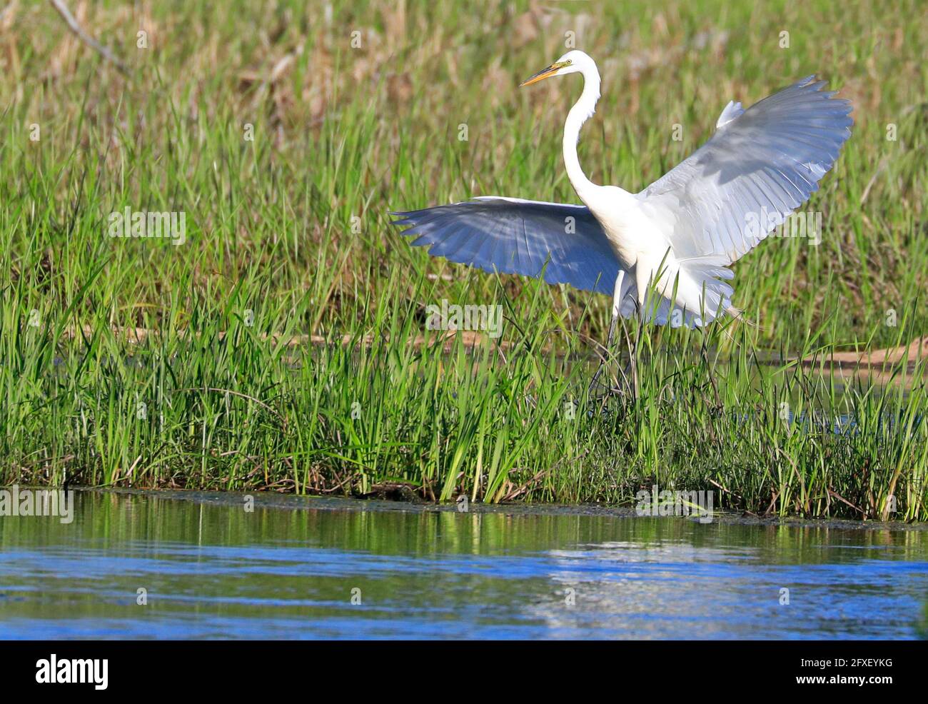 Grande Egret che sorvola la palude, Quebec, Canada Foto Stock