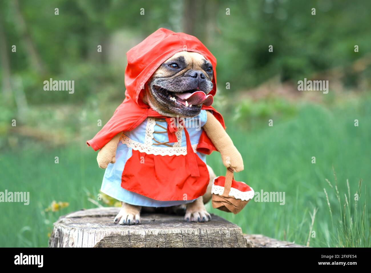 Divertente Bulldog francese dos vestita come personaggio fiabesco Little Red Riding Hood con costumi corpo pieno con armi finte che portano cesto nella foresta Foto Stock