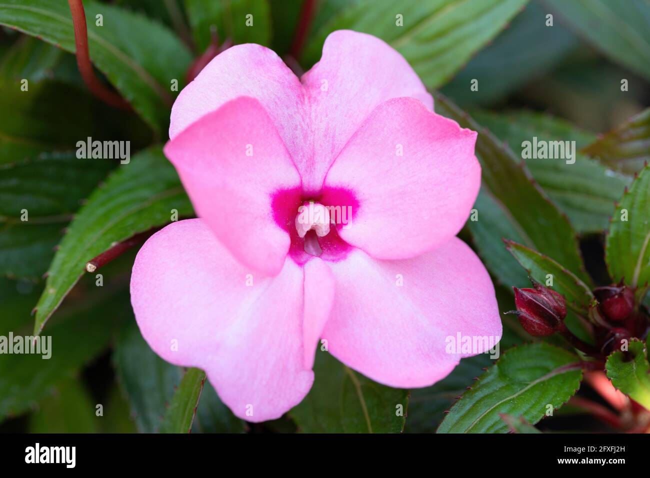 Bella rosa Nuova Guinea impaziens fiori (impaziens hawkeri) nel giardino estivo. Foto Stock