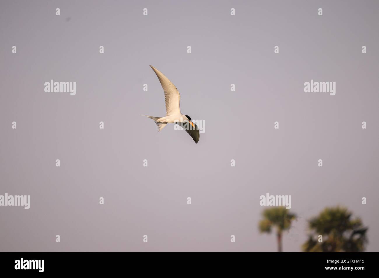 Uccello che vola sul fiume, alla ricerca di cibo Foto Stock