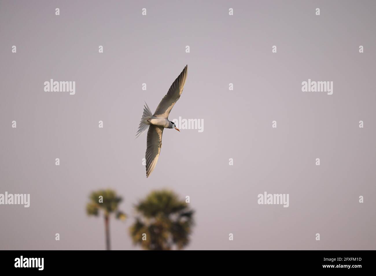 Uccello che vola sul fiume, alla ricerca di cibo Foto Stock