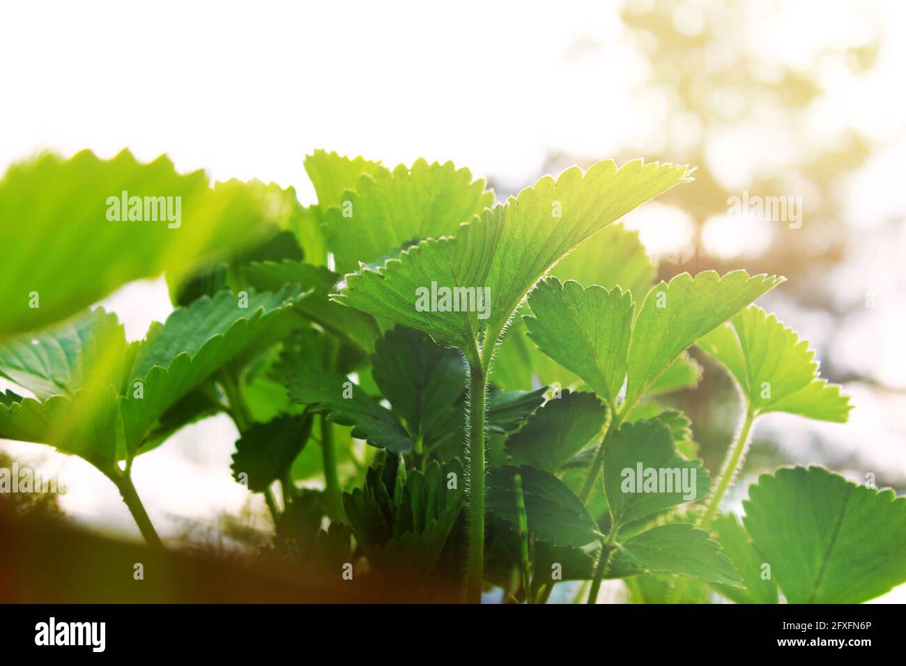 Giardino pianta di fragole in estate soleggiato giorno. Foto Stock