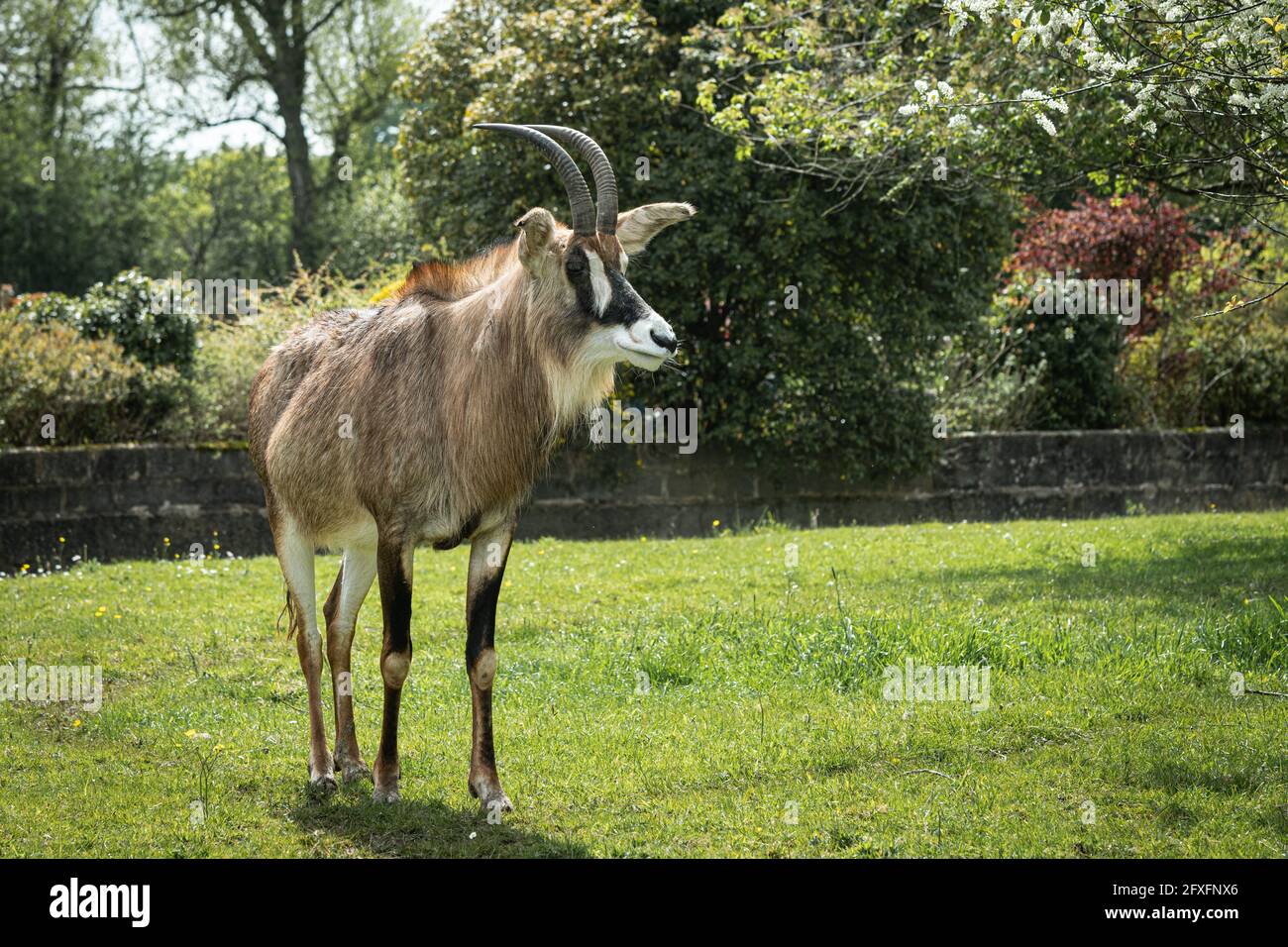 Un ritratto a tutta lunghezza di un'antilope roana, Ippotragus equinus. È in piedi sul campo di erba e guardando a destra Foto Stock