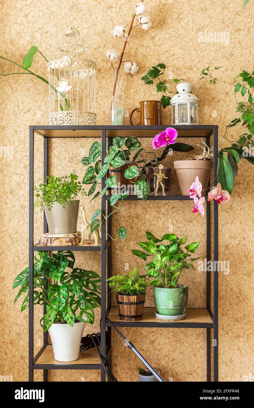 Elegante armadio industriale a scaffale aperto riempito con un sacco di belle piante in diversi pentole di design sopra la parete marrone. Concetto di giardinaggio domestico a. Foto Stock