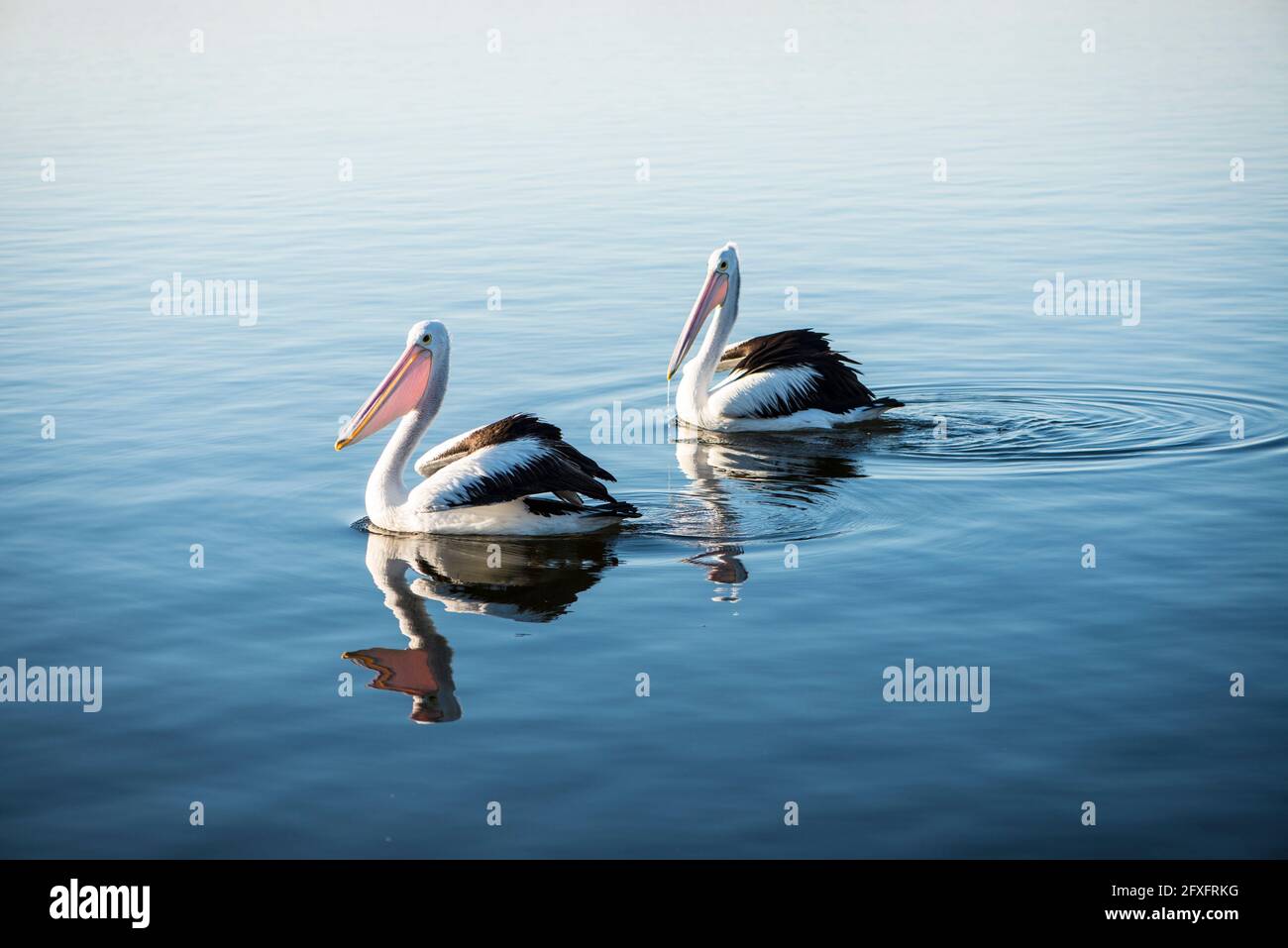 Un paio di pellicani che nuotano sul mare Foto Stock