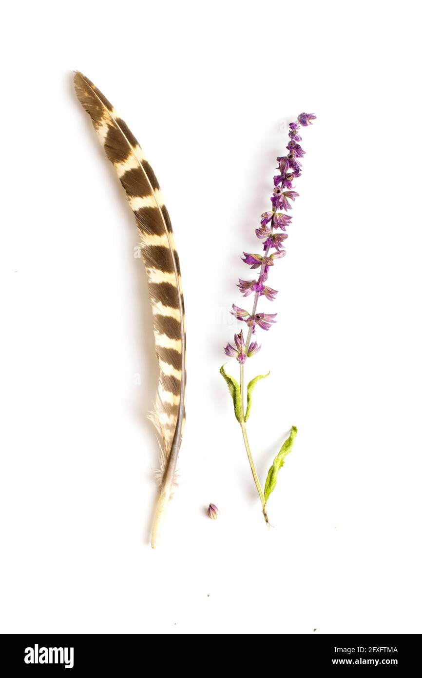 ancora vita di salvia e piume isolato su bianco Foto Stock
