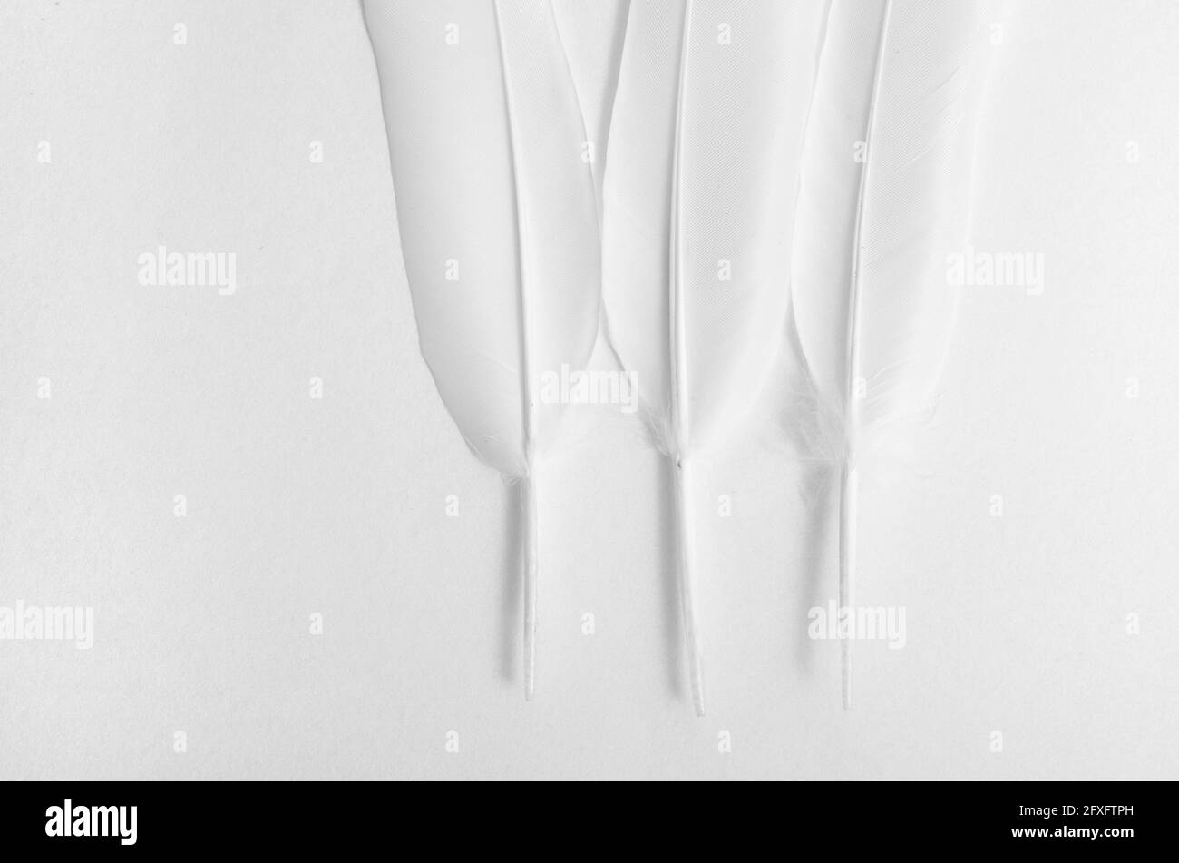 tre piume bianche su fondo bianco, composizione di piume Foto Stock