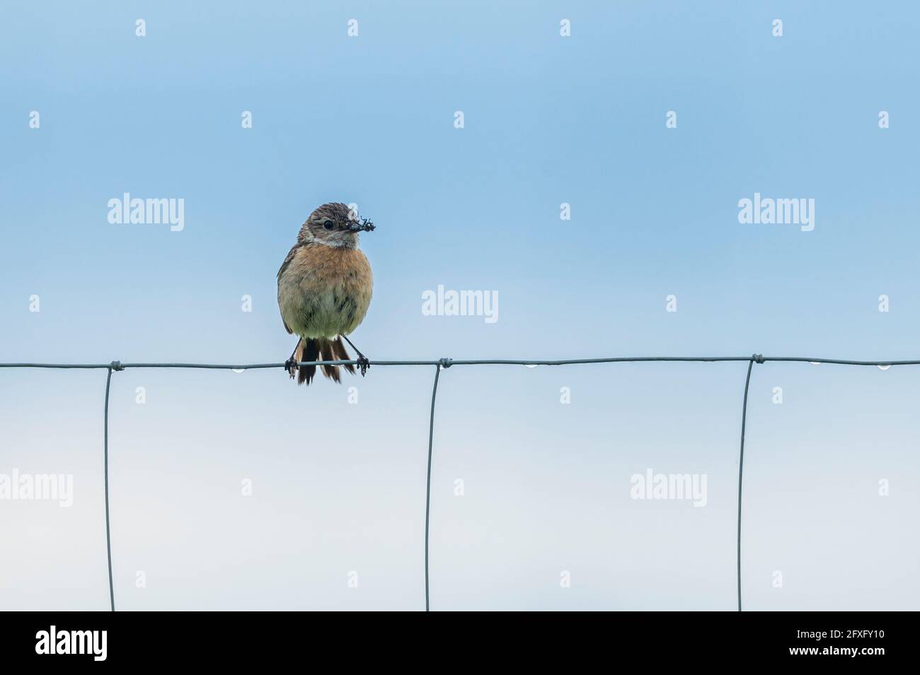 Una femmina whinchat si siede con la sua preda , una mosca su una recinzione di filo Foto Stock