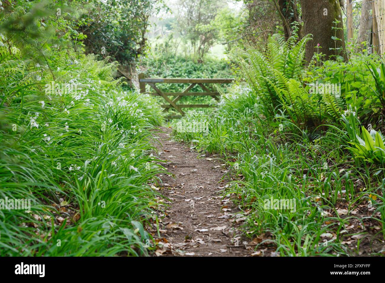 Sentiero nel bosco su un sentiero natura con fiori selvatici. Whiteford, Penisola di Gower, Galles, Regno Unito Foto Stock