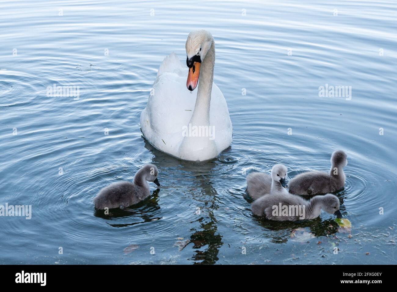 Lione (Francia), 25 maggio 2021. Una famiglia di cigni con i piccoli cigneti su un lago. Foto Stock