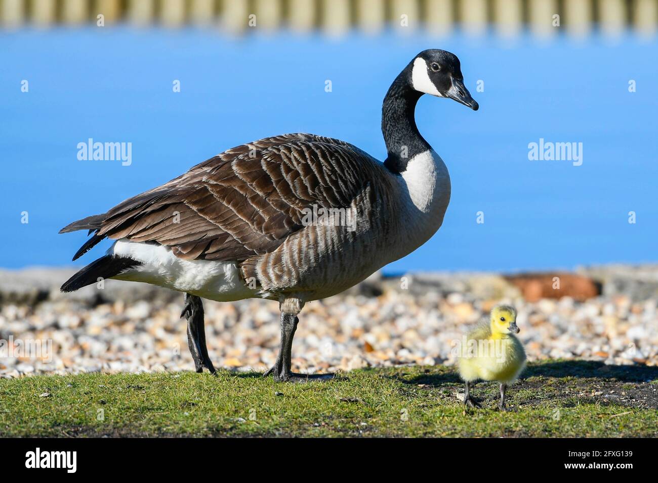 Poole, Dorset, Regno Unito. 27 maggio 2021. Regno Unito Meteo. Un'oca canadese con il suo gosling godendo del caldo sole durante la mattina al Poole Park a Poole in Dorset. Picture Credit: Graham Hunt/Alamy Live News Foto Stock