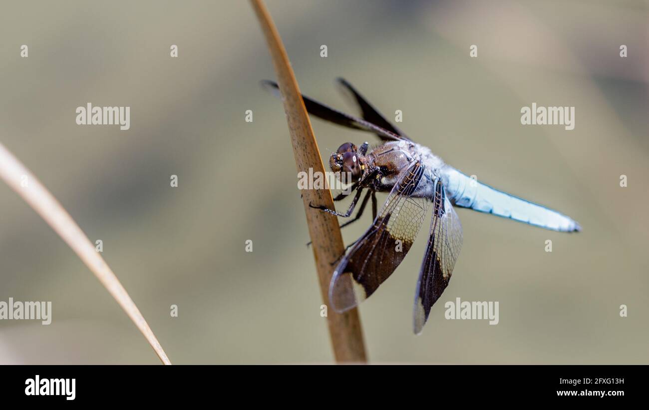 Vedova Skimmer Dragonfly maschio adulto appollaiato su gambo di erba d'acqua. Foothills Park, Santa Clara County, California, Stati Uniti. Foto Stock